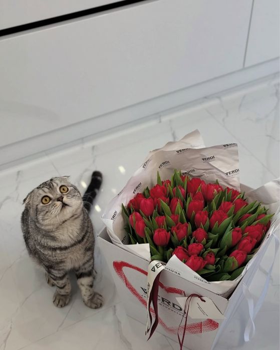 Шукаємо кішку для вʼязки