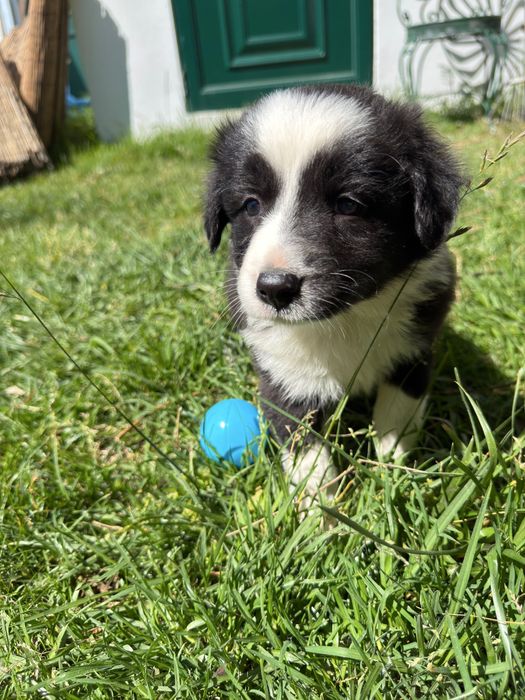 Border collie preto 2 meses