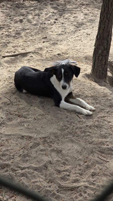 Cães para adoção responsável  M/F