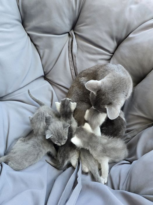 Кошенята шартрез(безкоштовно в добрі руки)