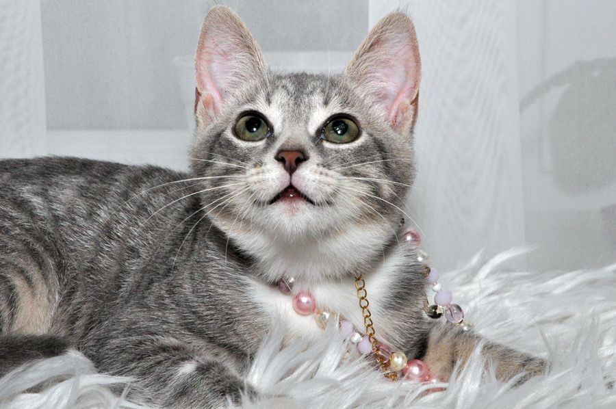 Гарнюня - кішечка Бусінка