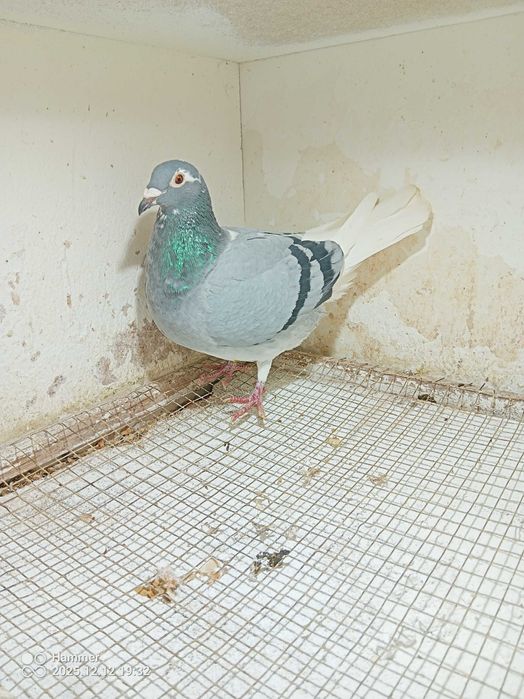 15.Gołębie pocztowe. Samica Belgia 2025