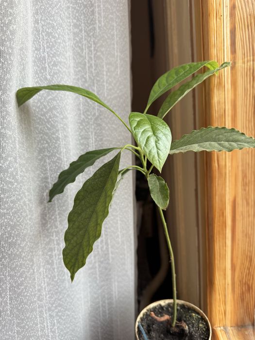 Авокадо 30 см. 100 грн