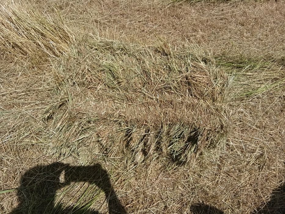 Продам сіно лугове люцерна