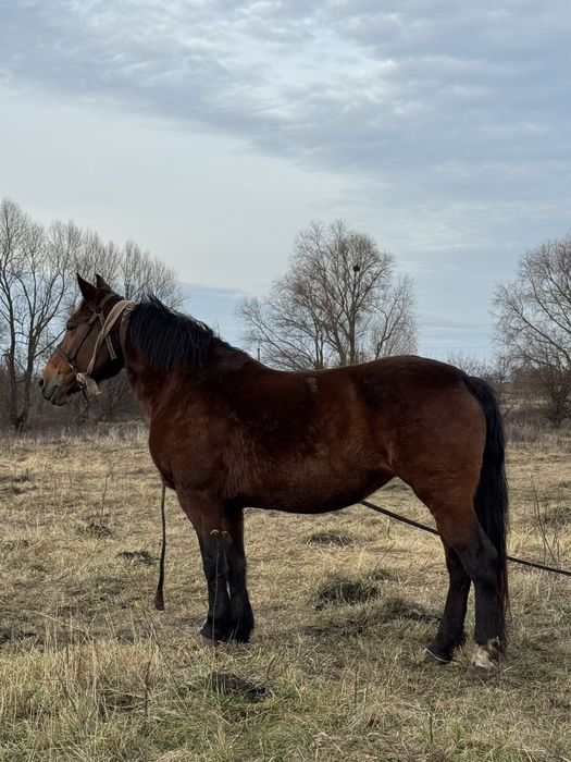 Продажа лошадей г Путивль