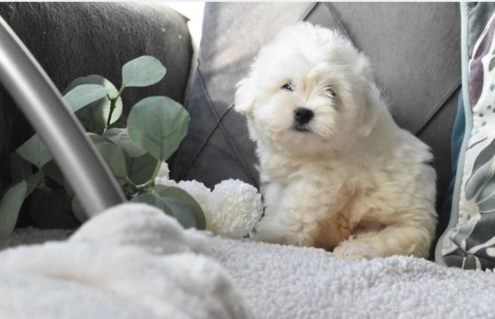 Bichon maltês. Super Mini. Maravilhoso. Branco. Menino