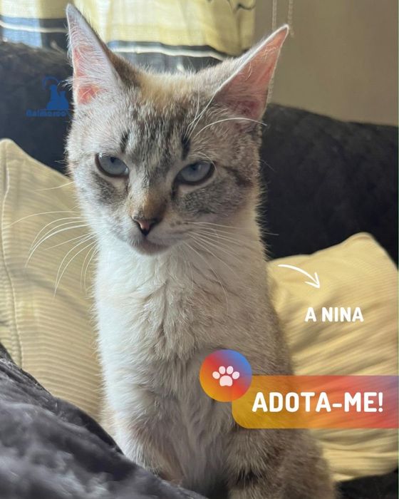 Nina - gata jovem para adocao