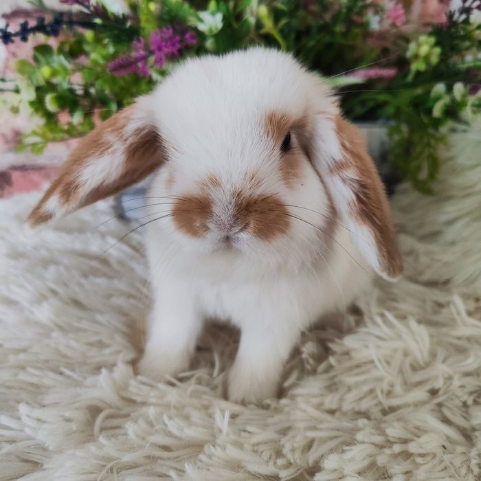 Króliki Mini Lop
