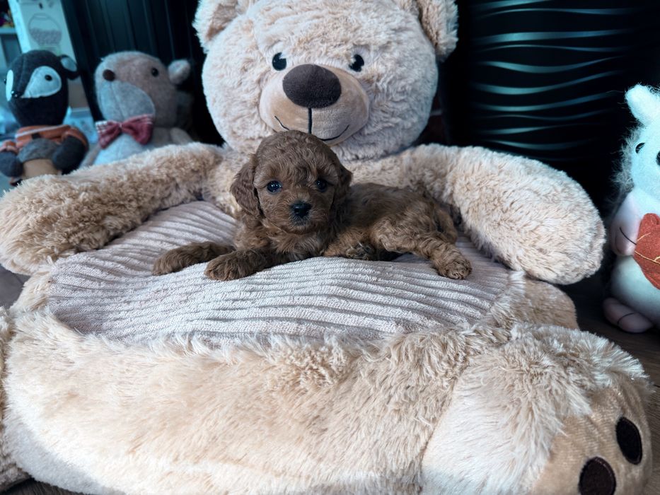 Cavapoo F1b sunia mini