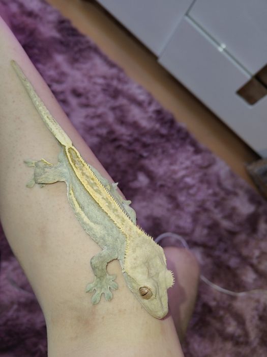 Gekon orzęsiony dorosły samiec