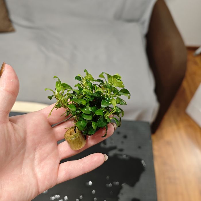 Anubias mini sadzonki
