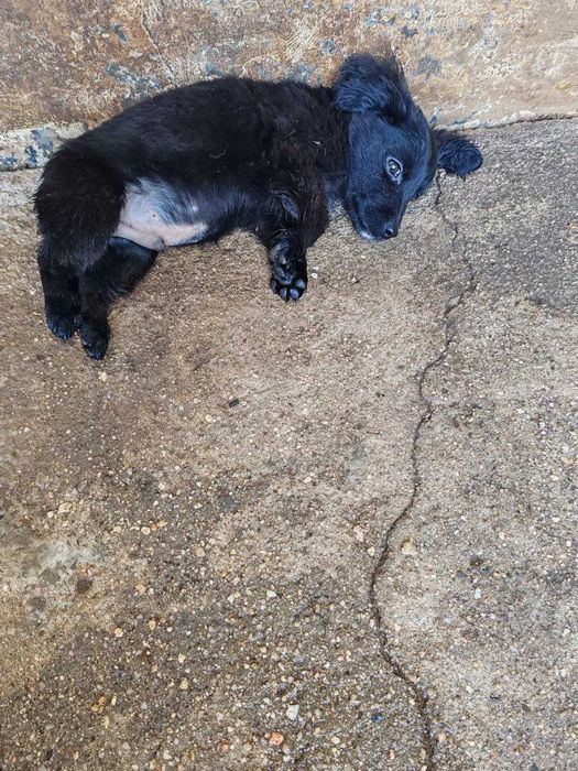 cachorro  Leão para adopção só para moradia e para quem o vacinar