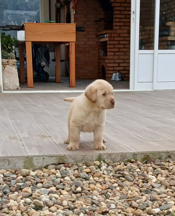 Labrador com Lop