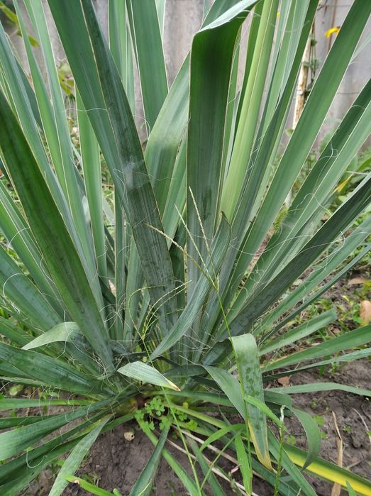 Продам юкку садову