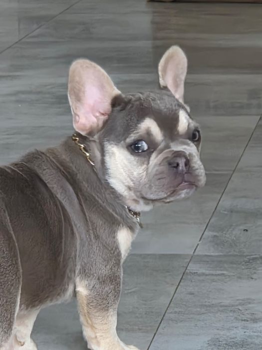 Buldog francuski/Małe rozrabiary9