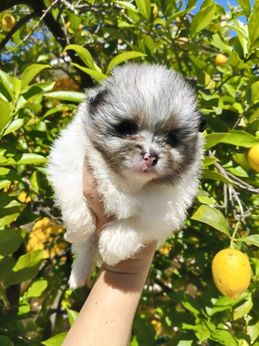 Spitz alemão menino Merle