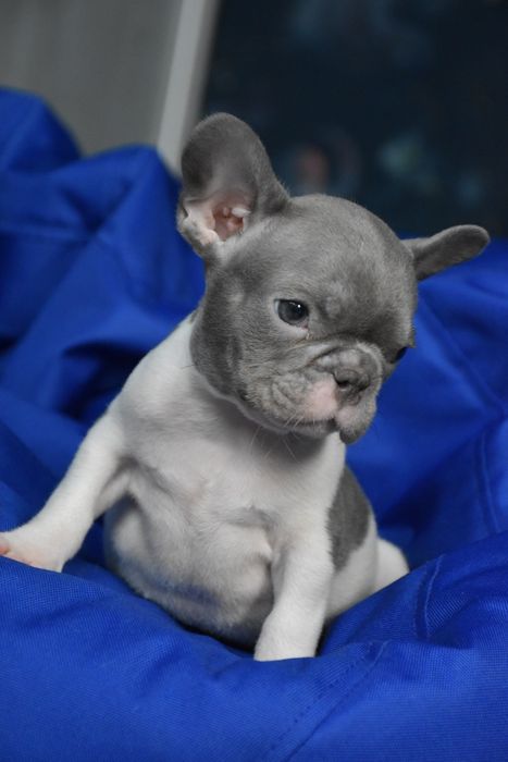 французький бульдог милий хлопчик