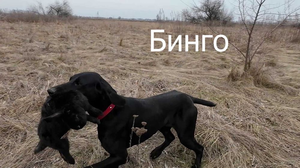 Профессионально, качественно подготовленные собаки для охоты.