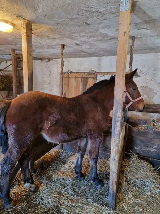 Źrebica 17 miesięcy