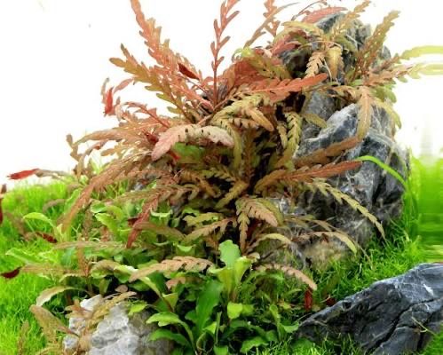 Varias plantas aquaticas