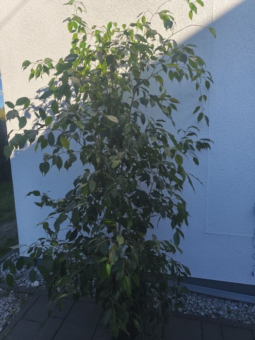 Fikus beniaminek