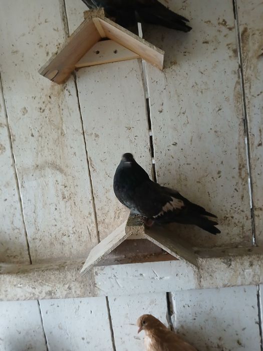 Gołębie kierowogradzkie