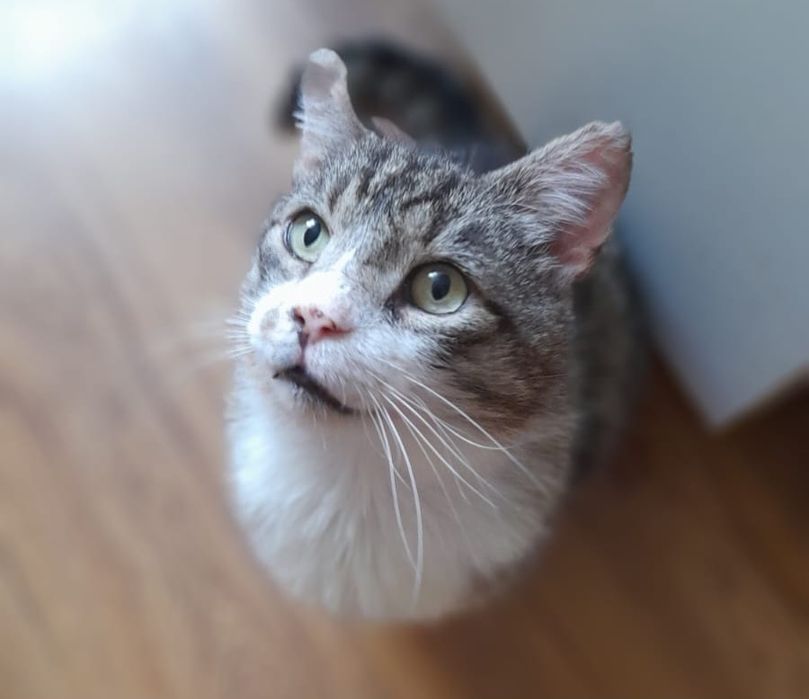 Cudny Syriusz szuka domu