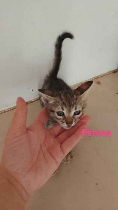 Da se gatinhos bebe