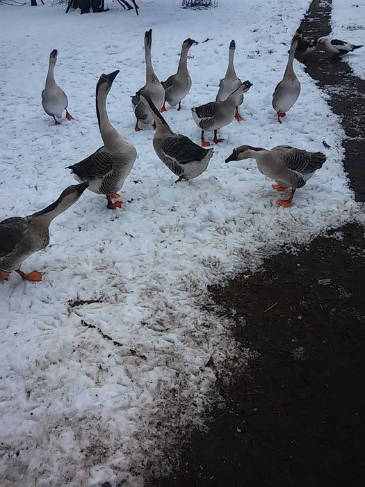 Młode gęsi kubańskie