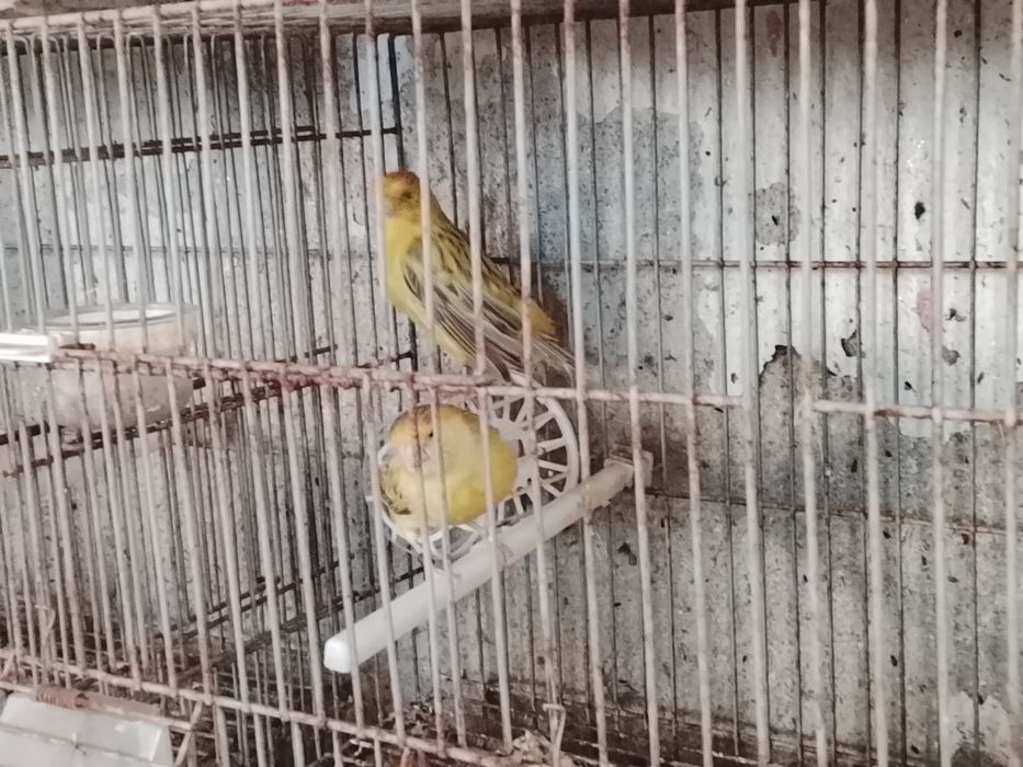 Canários várias raças