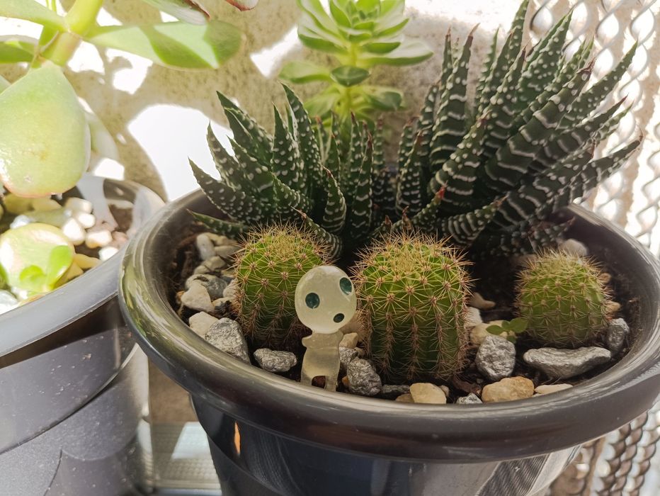 10 Fantasminhas/espíritos que brilham decoração plantas, Suculentas