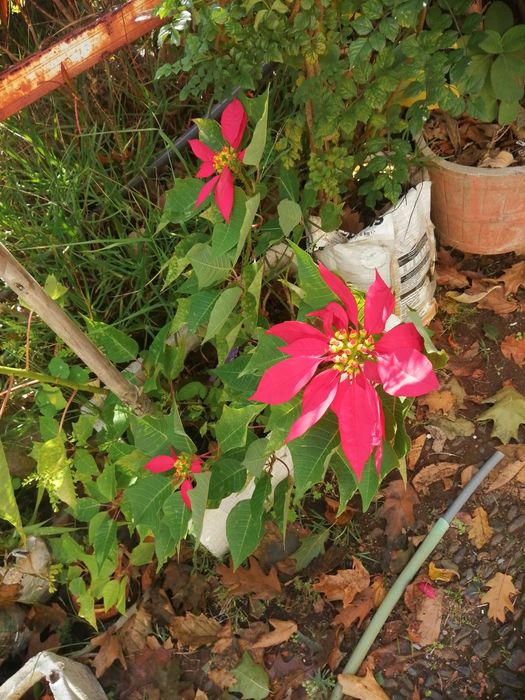 Manhã de Páscoa, flor ou estrela do Natal,