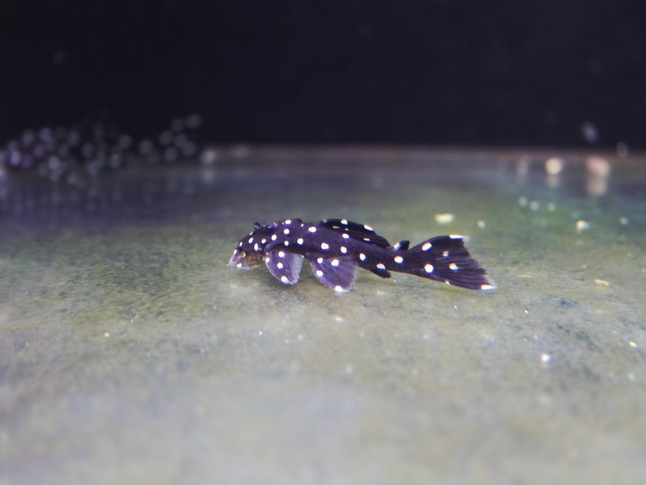 Zbrojnik L240 Leporacanthicus galaxias (glonojad)