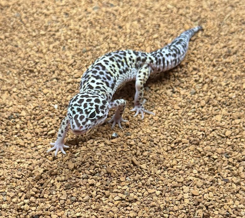 Gekon lamparci Eublefar- mlode samice 26-40 gram