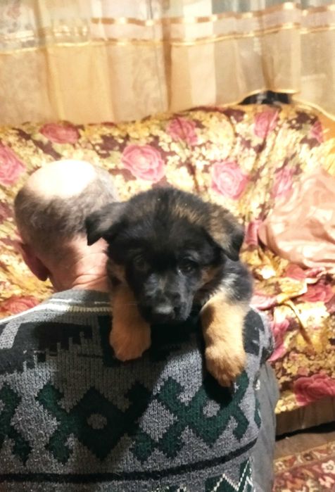 Щенки нем овчарки