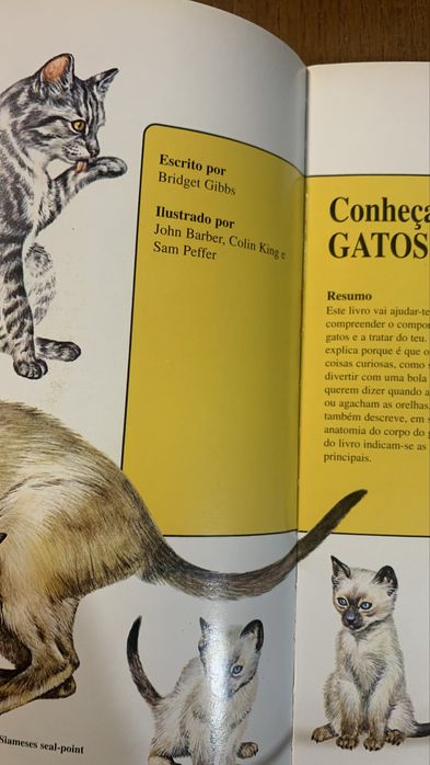 Conheça os gatos - girassol