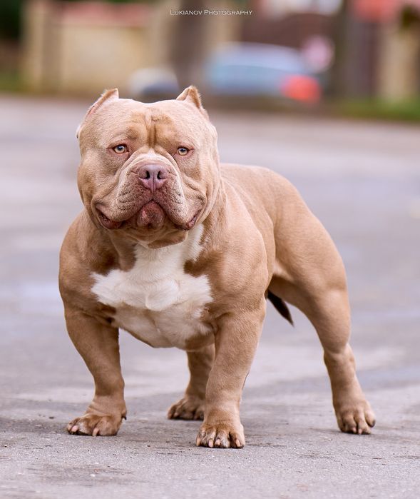 Супер щенки булли