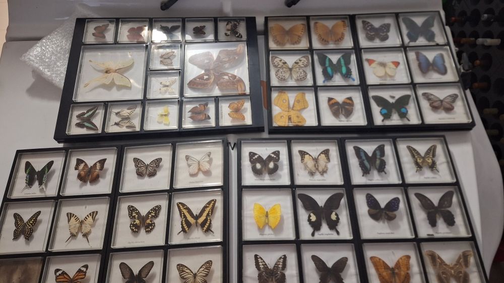 Coleção Borboletas Embalsamadas