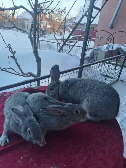 Продам домашніх кроликів!
Здорові, активні, вирощені в чистих умовах.
