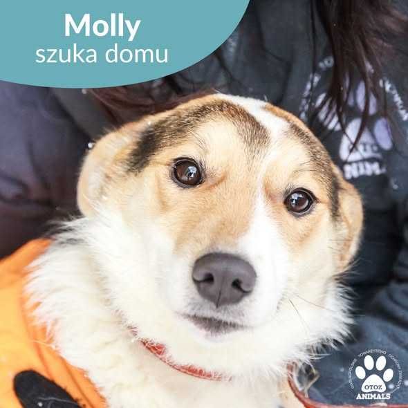 Kochana sunia Molly do adopcji!