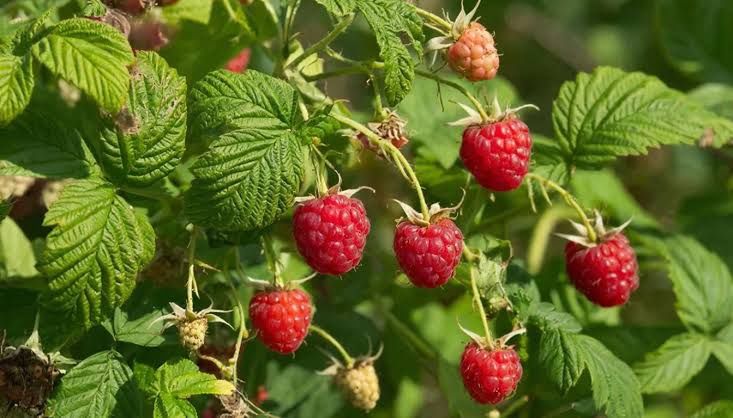 Продам Малину домашнню 70 грн