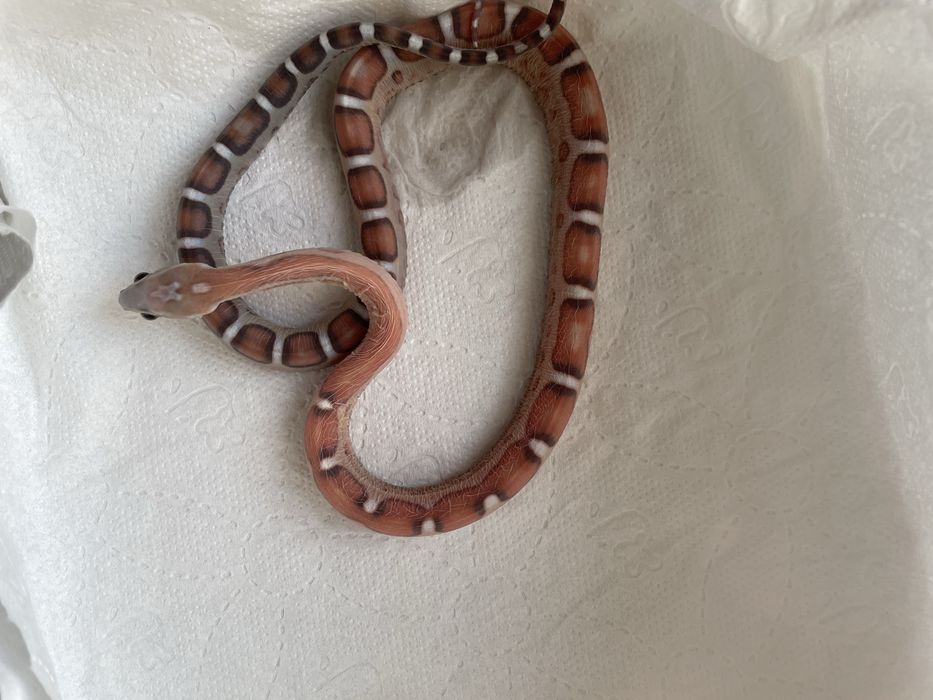 Wąż zbozowy Scaleless het Anery , Motley  50% het Amel