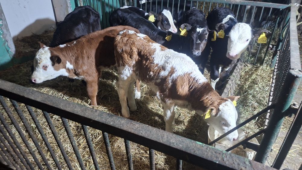 7 jałówek mięsnych