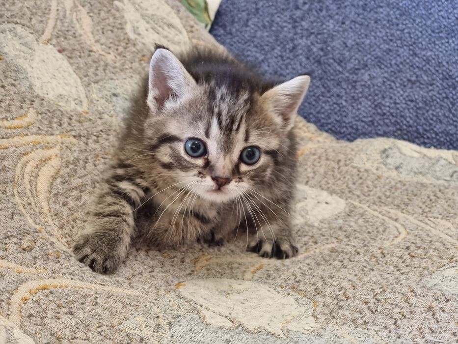 Кошка тигр ждет вас