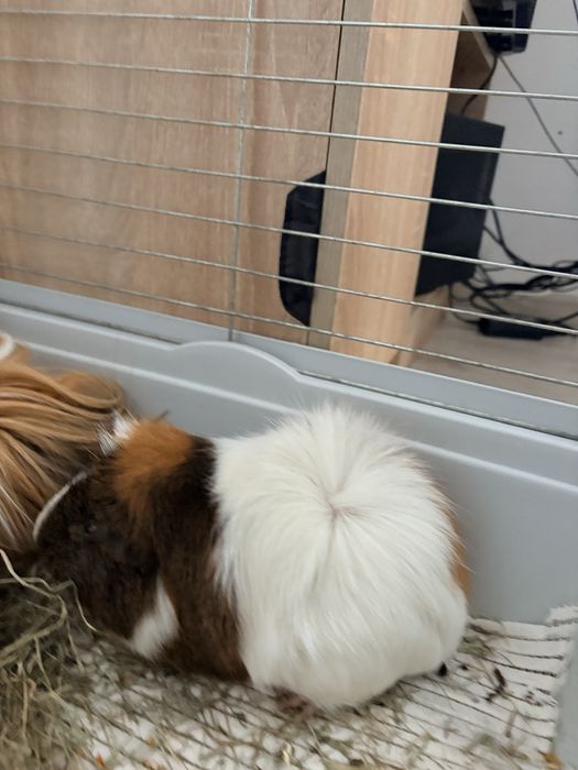 Ferdek i Benek szukaja domu