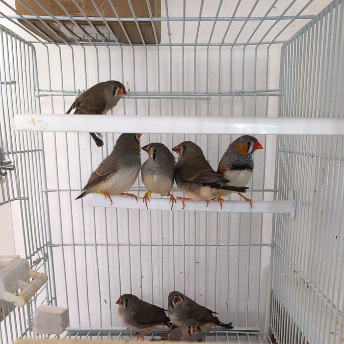 Vendo estes mandarins