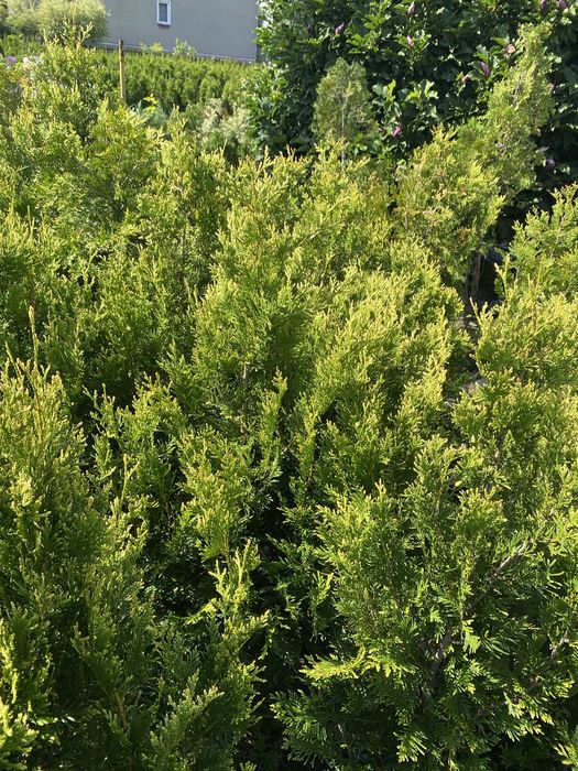 Thuja, Tuja Kórnik, 100-140cm, doniczka, 600538600