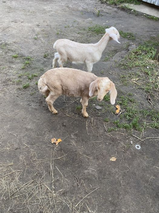 Козенята нубійської породи(кози нубійкі)