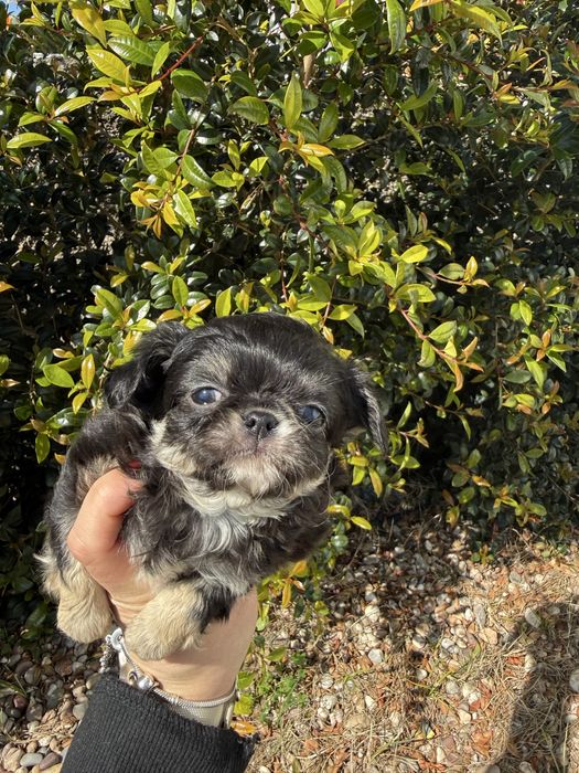 Excelente mini menino Chihuahua/Chiuaua Linhagem Russa de Qualidade