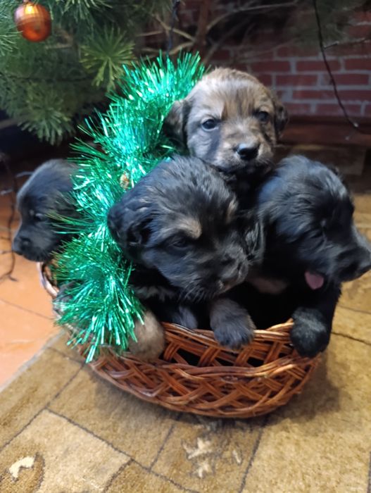 Віддам в добрі руки